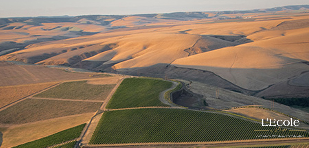 Ferguson Estate Vineyard