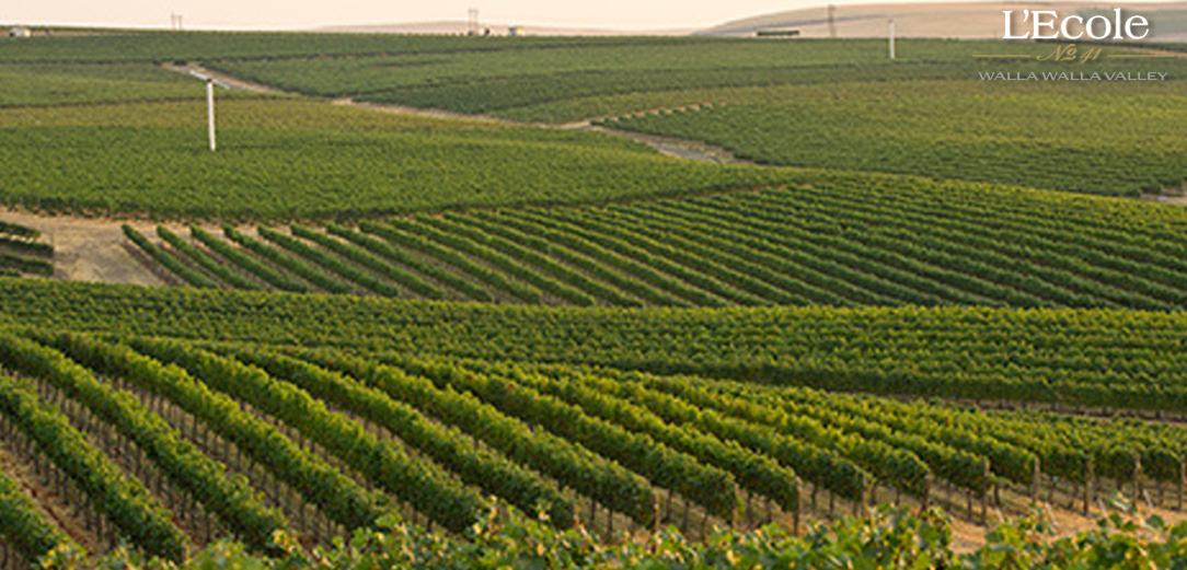 Seven Hills Vineyard